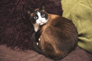 Darwen Lancashire - A snowshoe cat curled up on a sofa