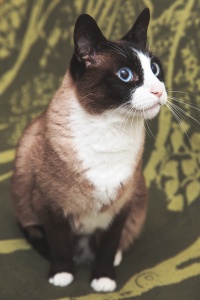 Darwen Lancashire - Portrait of a snowshoe cat