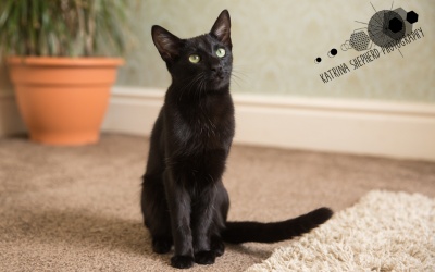 Luna & Alfie: Pet Photography at Home