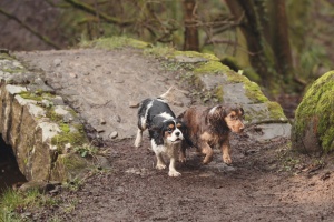 Sunnyhurst Woods Darwen - Two spaniels running over a bridge