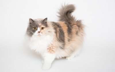 Pet Photography – Show Cats