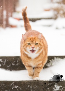 Darwen, Lancashire - A ginger cat waiting outside his house meows at the camera
