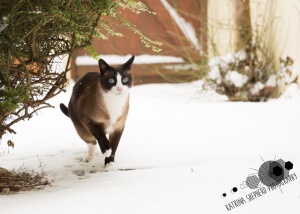 Darwen, Lancashire - A snowshoe cat shelters under a bush in the snow looking bemused