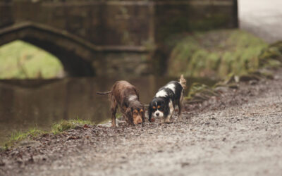 Pet Photography – Lola & Dexter – 01/02/2017
