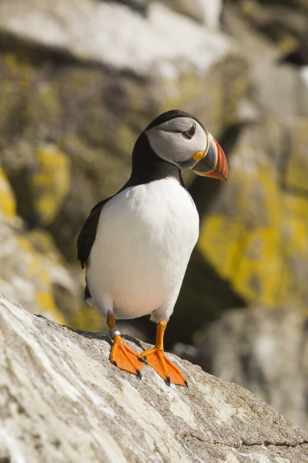 Puffin on a Rock, Shiant Isles