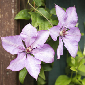 Raindrops on Clematis Flowers